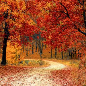 red leaf trees near the road
