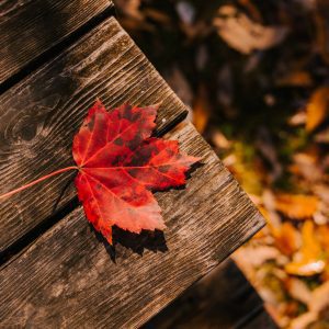 fallen leaf on wooden surface
