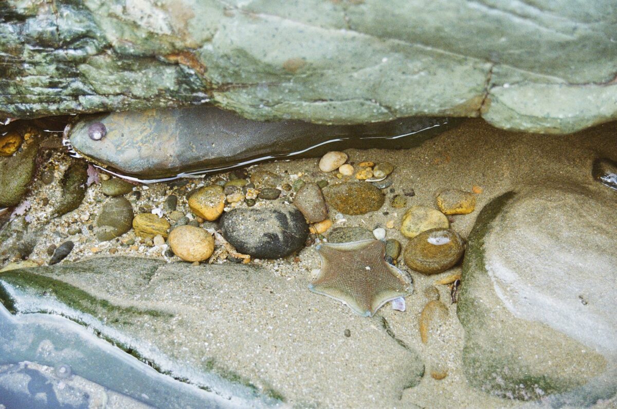 close up of starfish and rocks on seashore
