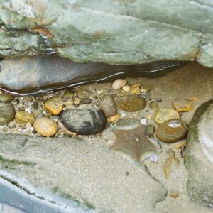 close up of starfish and rocks on seashore